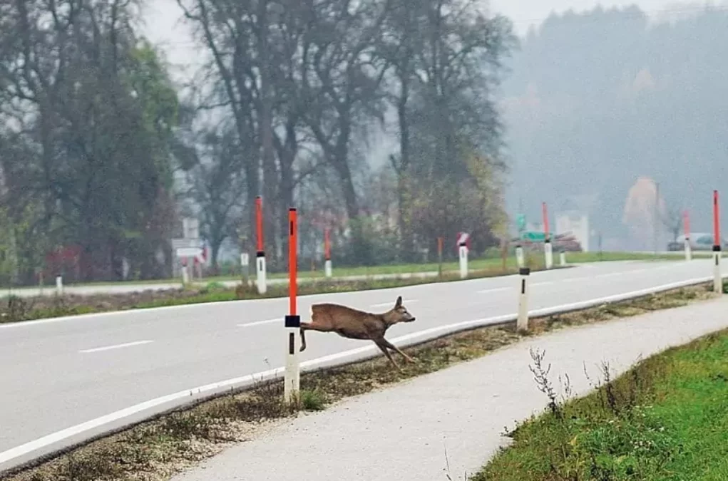 Foto zu einem Beitrag von 5min.at: Wildwechsel.
