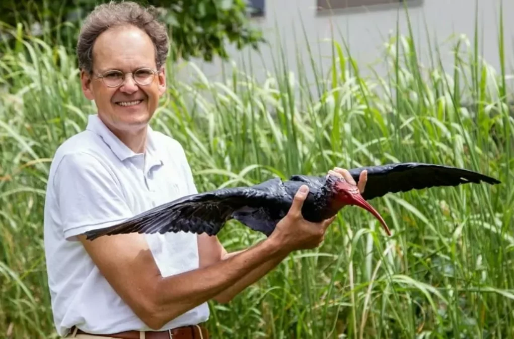 Foto zu einem Beitrag von 5min.at: Herwig Grogger mit dem Waldrapp-Modell