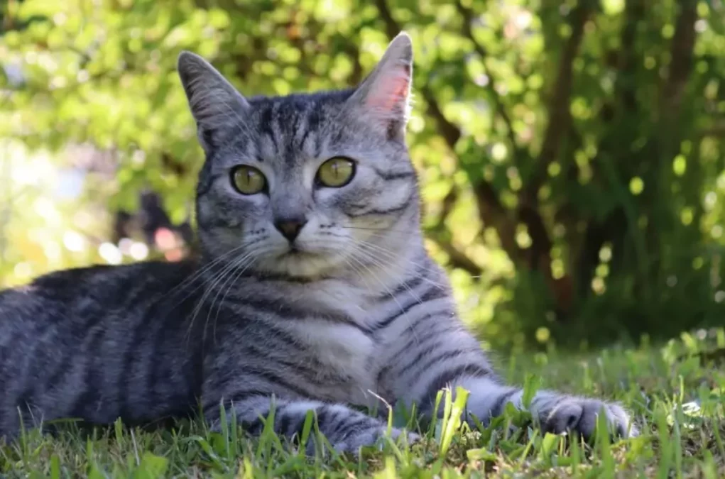 Symbolfoto von 5min.at: Eine grau-getigerte Katze liegt auf der Wiese.