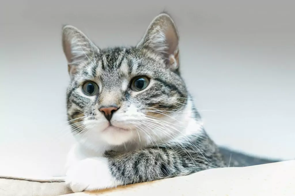 Symbolfoto von 5min.at: Eine grau-getigerte Katze liegt auf einem Möbelstück.