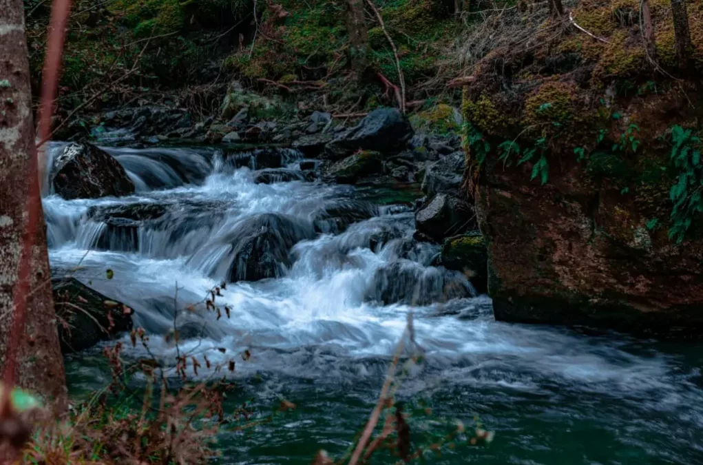 Symbolfoto zu einem Beitrag von 5min.at: EIn Fluss im Wald in Kärnten
