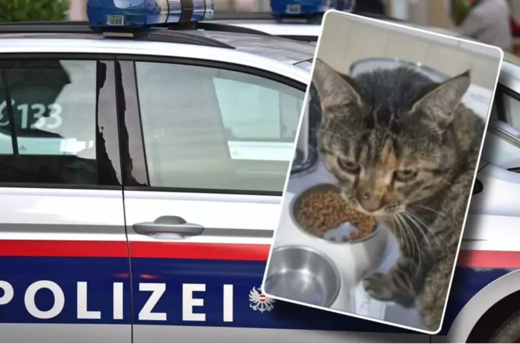 Foto auf 5min.at: Das Foto zeigt ein Polizeiauto sowie eine Katze.