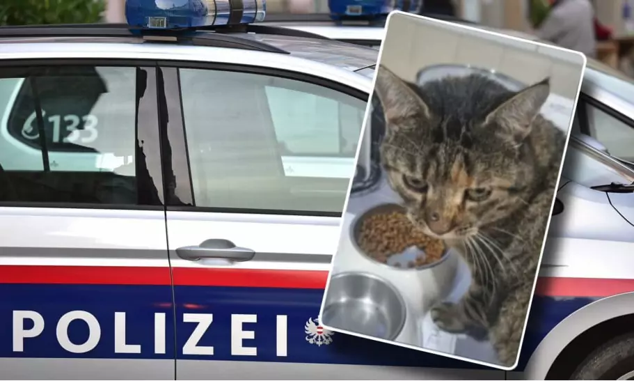 Foto auf 5min.at: Das Foto zeigt ein Polizeiauto sowie eine Katze.