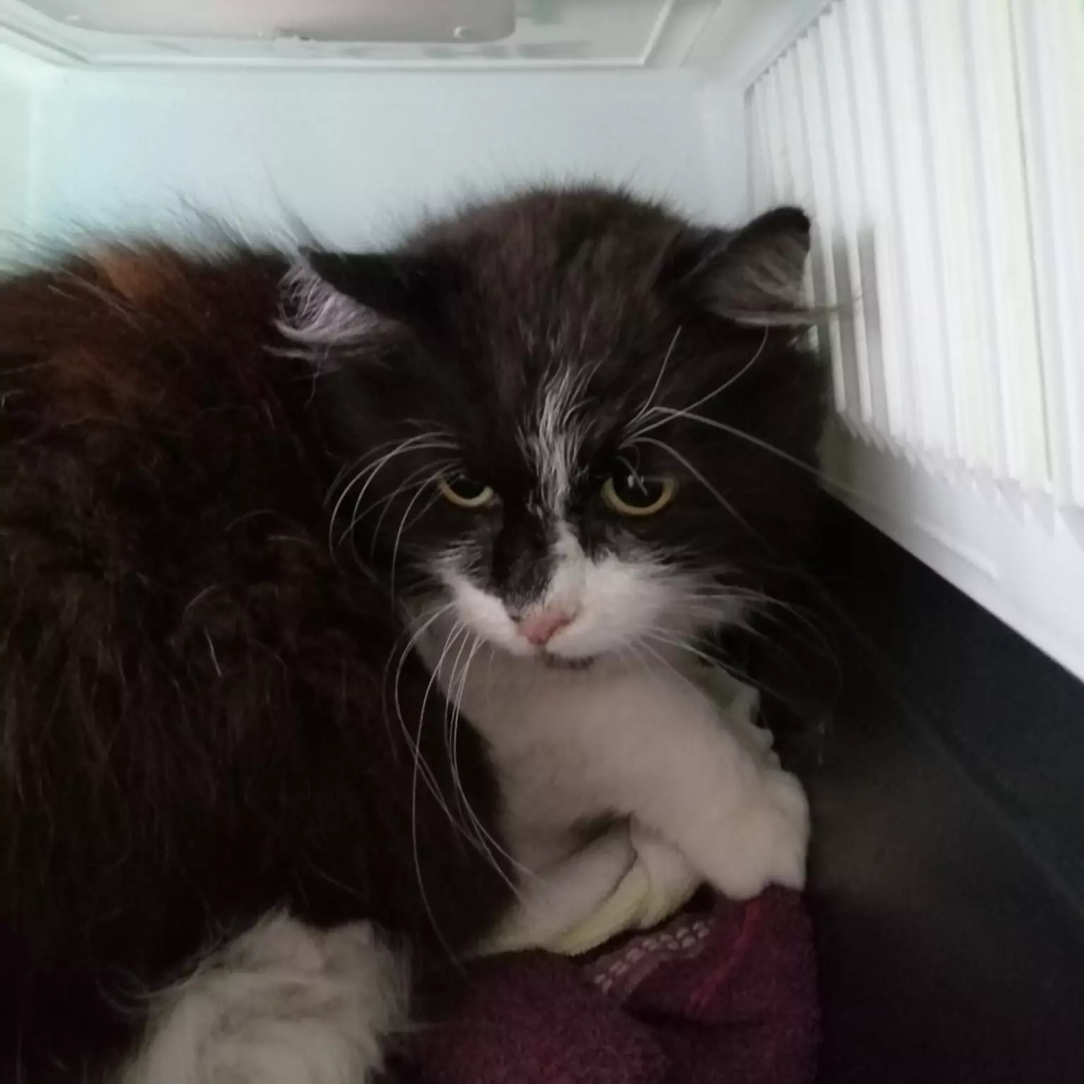 Foto auf 5min.at zeigt einen Kater in die Kamera blickend.