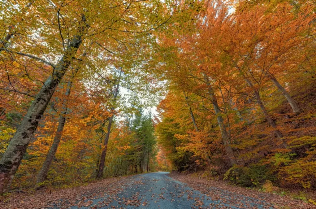 Bild auf 5min.at zeigt einen Weg mit Laub im Herbst.