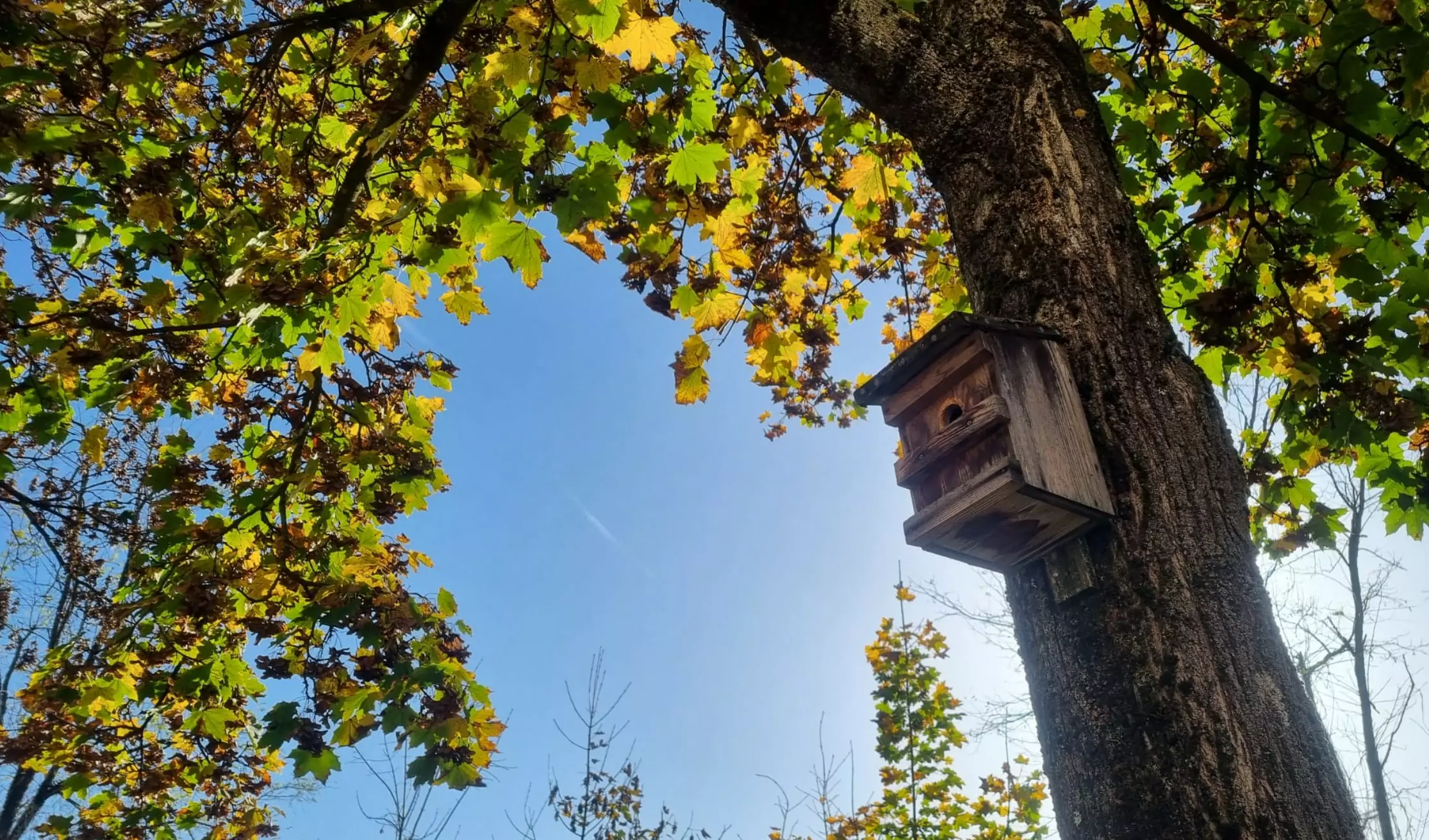 Ein Bild auf 5min.at zeigt einen Baum, dessen Blätter sich bereits bunt verfärben, und ein kleines Vogelhaus. Dahinter strahlt die Sonne vom blauen Himmel.