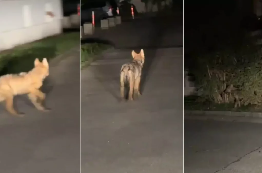 Eine Fotomontage auf 5min.at zeigt einen Goldschakal, der durch Villach läuft.