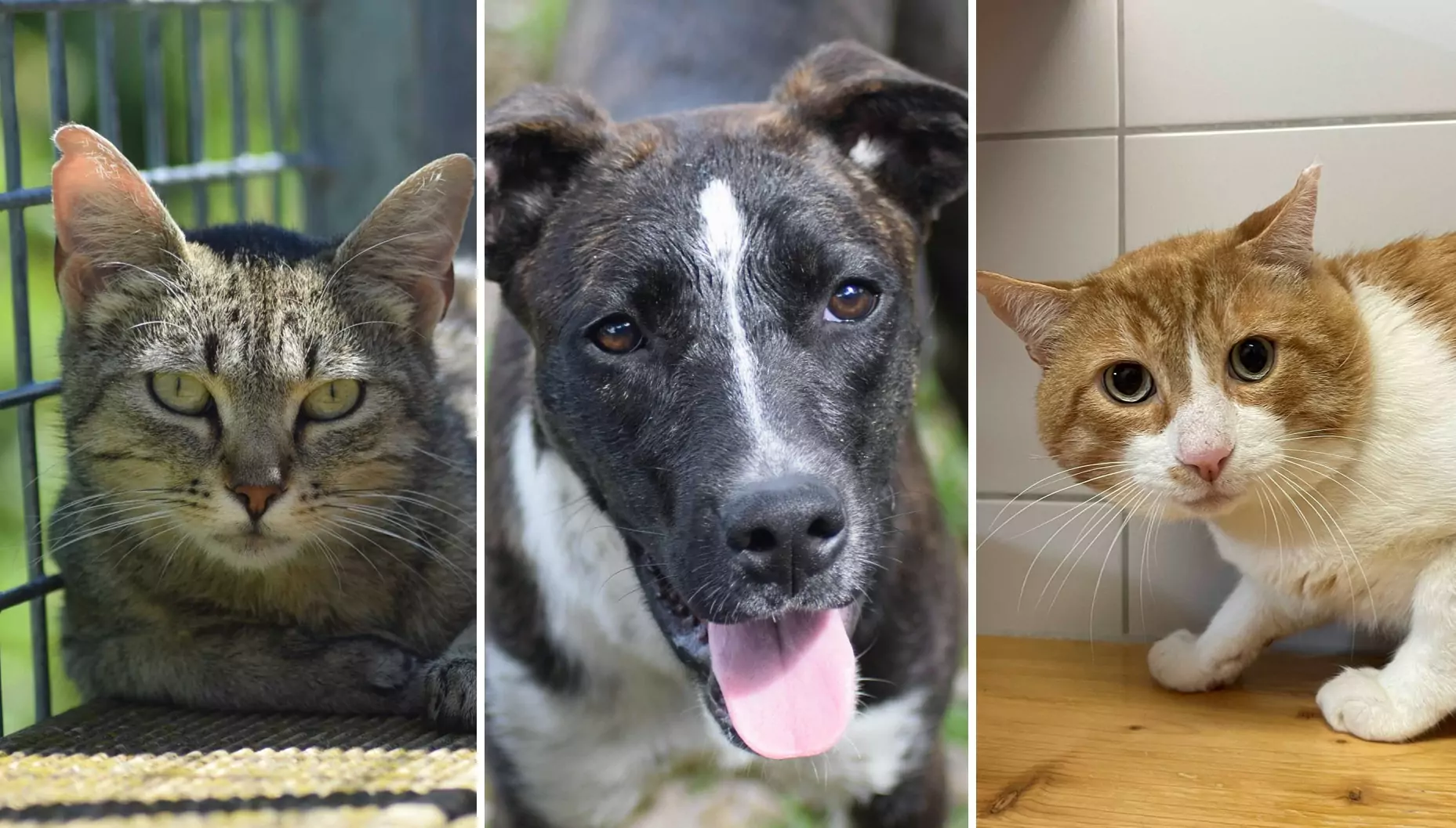 Ein Bild auf 5min.at zeigt die beiden Katzen Stella und Milo sowie Hündin Olga.
