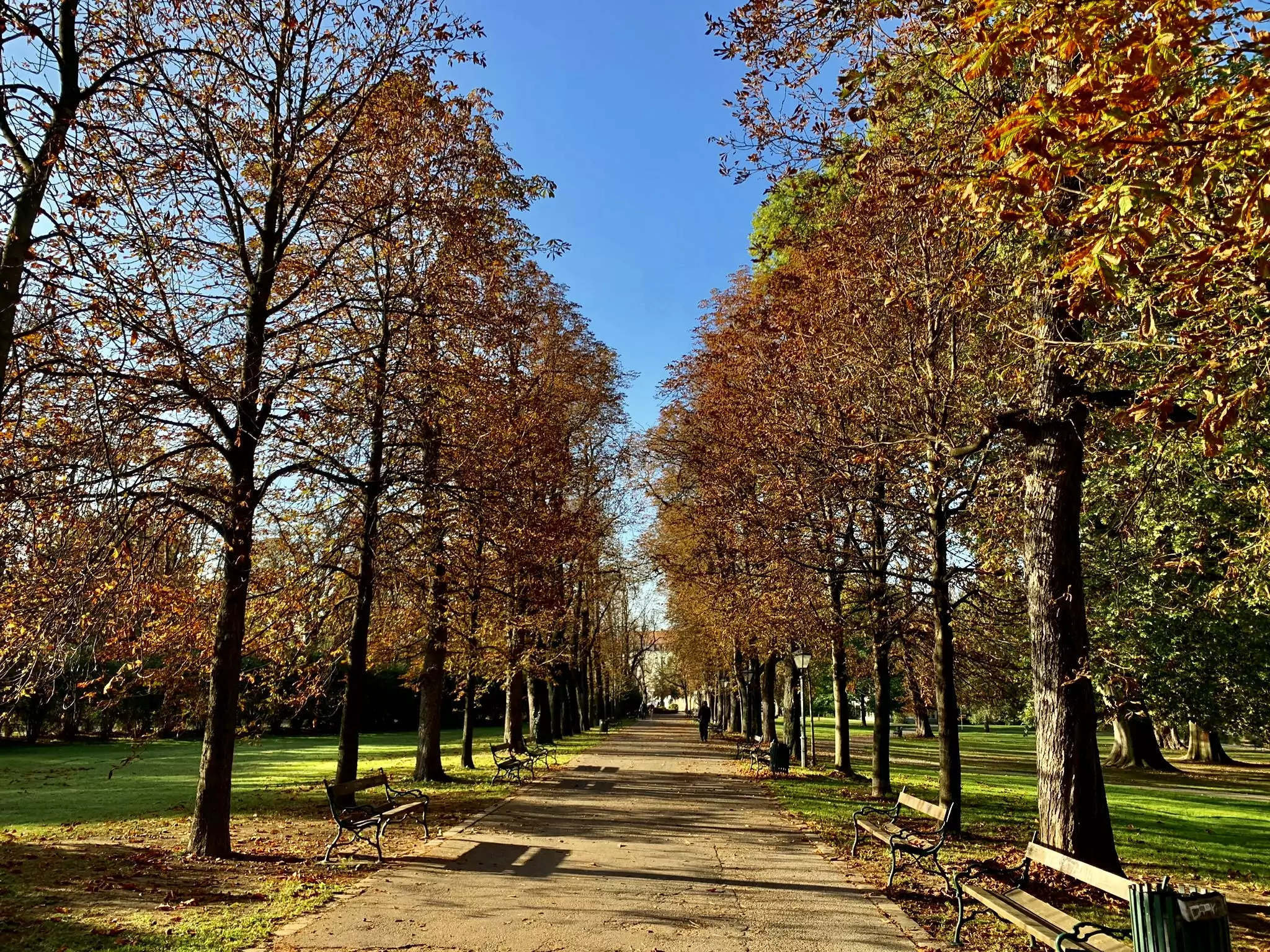 Bild auf 5min.at zeigt die Herbstpracht im Grazer Stadtpark. Zu sehen ist eine Allee.