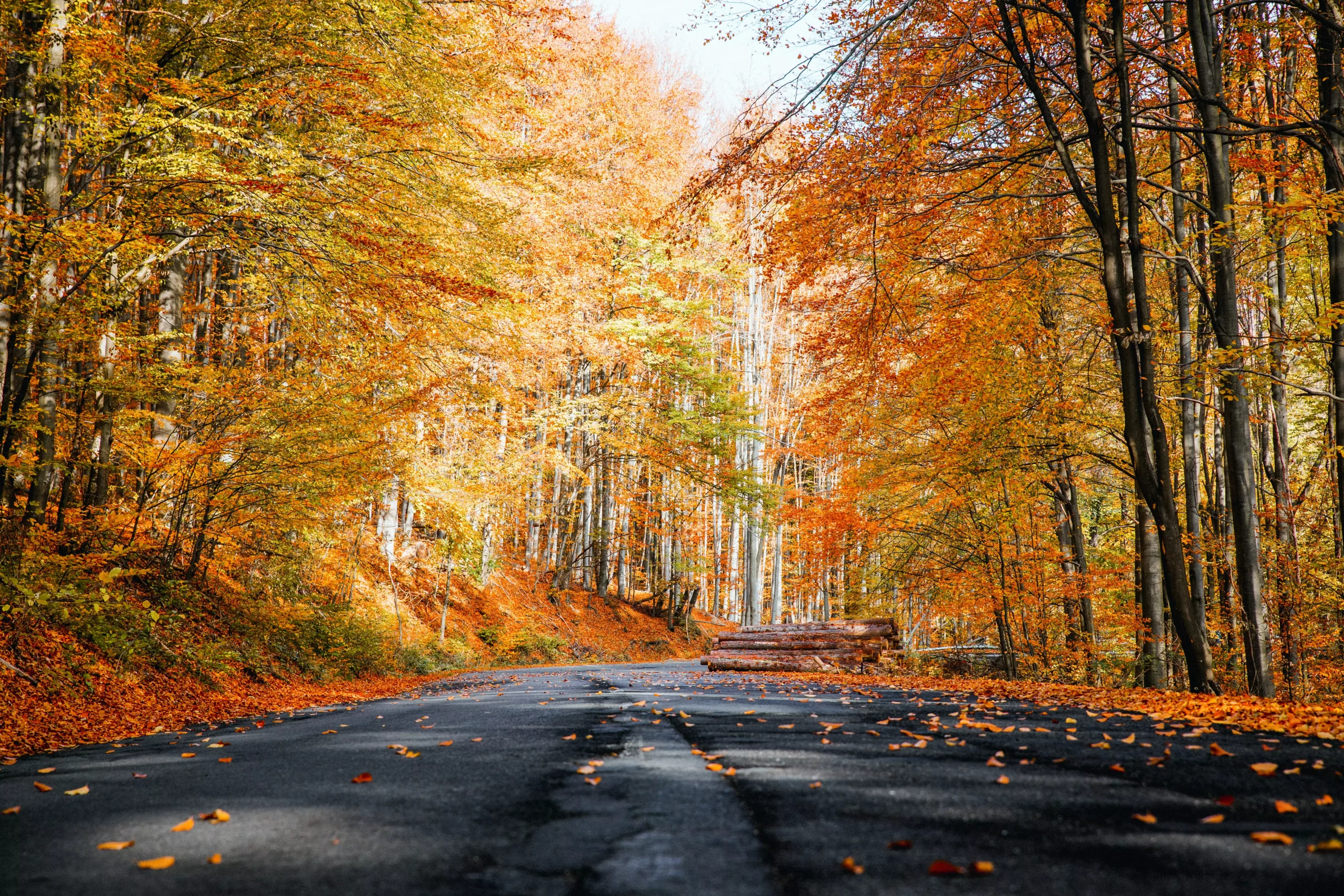 Ein Bild auf 5min.at zeigt eine Straße, die durch einen Herbstwald führt.