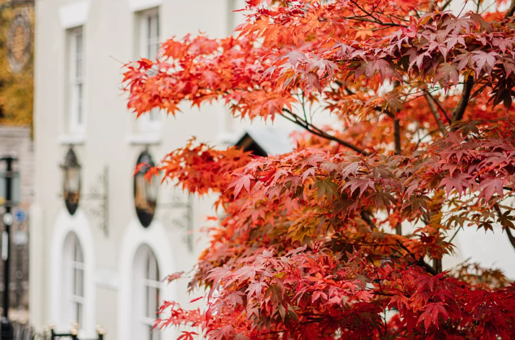 Symbolbild auf 5min.at zeigt einen Ahornbaum.