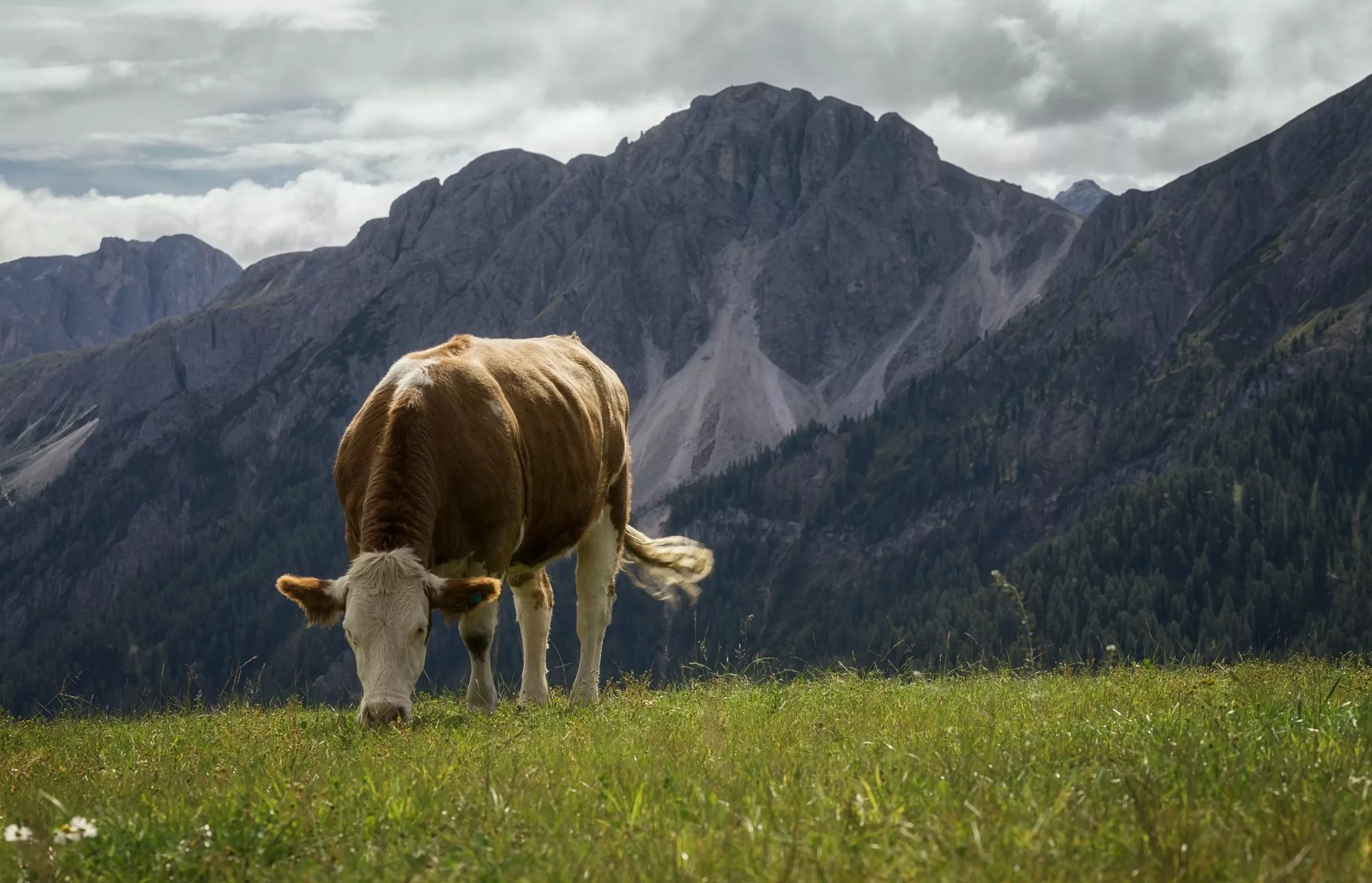 Ein Bild auf 5min.at zeigt eine Kuh, die auf einer Wiese grast.