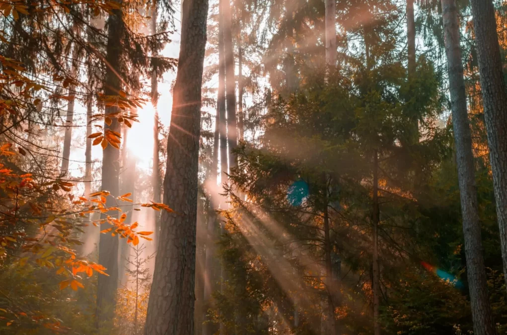 Ein Bild auf 5min.at zeigt Sonnenstrahlen, die durch einen herbstlichen Wald scheinen.