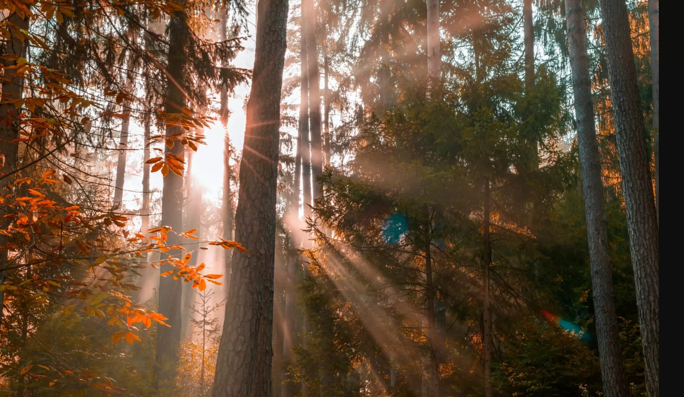Ein Bild auf 5min.at zeigt Sonnenstrahlen, die durch einen herbstlichen Wald scheinen.