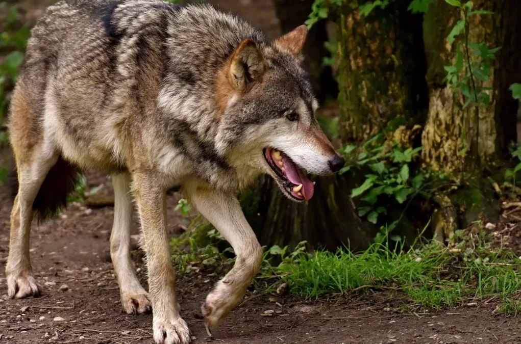 Foto auf 5min.at: Das Foto zeigt einen herumstreifenden Wolf.