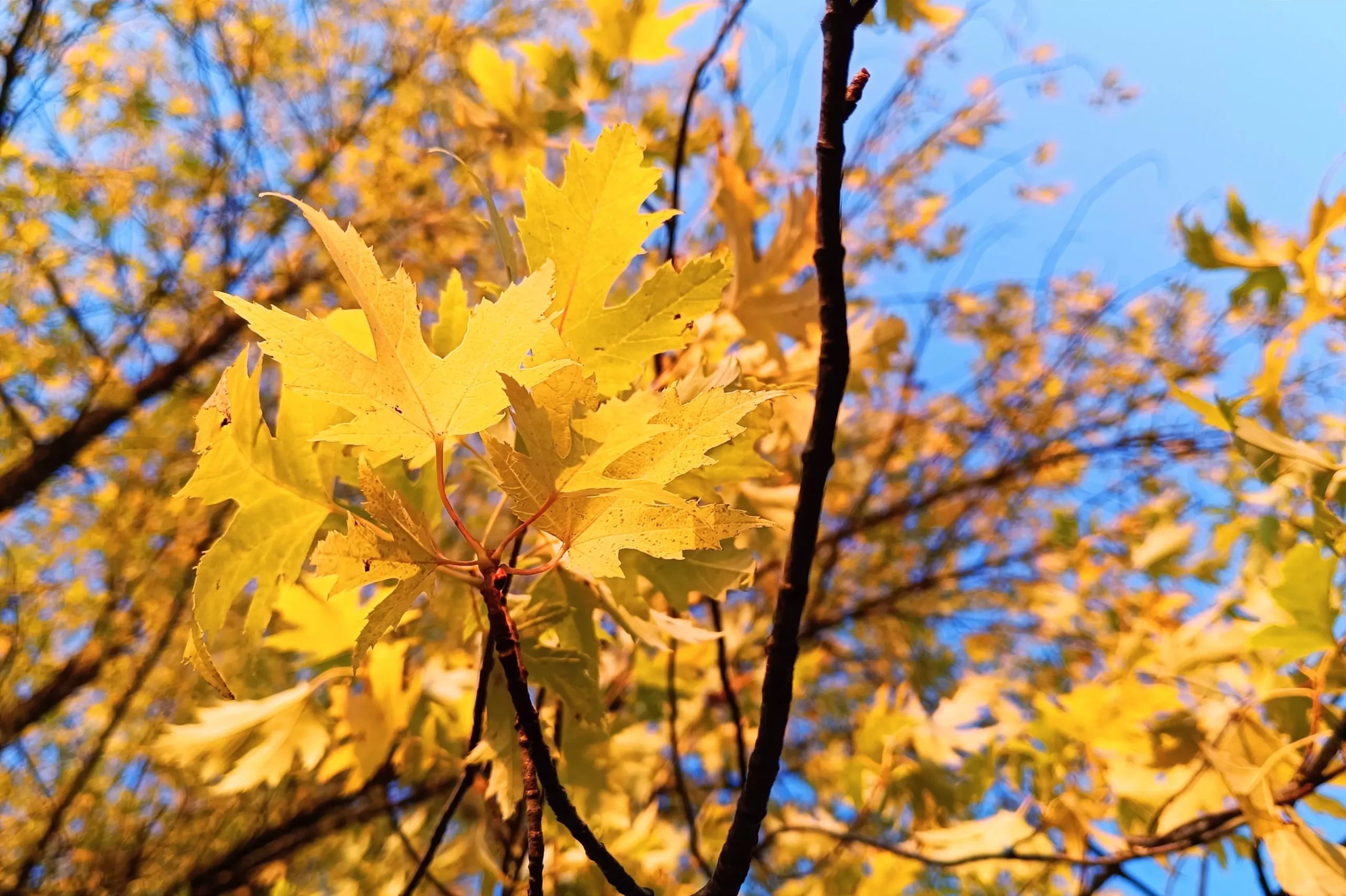 Ein Bild auf 5min.at zeigt gelb verfärbtes Herbstlaub auf einem Ahornbaum. Der Himmel ist blau.