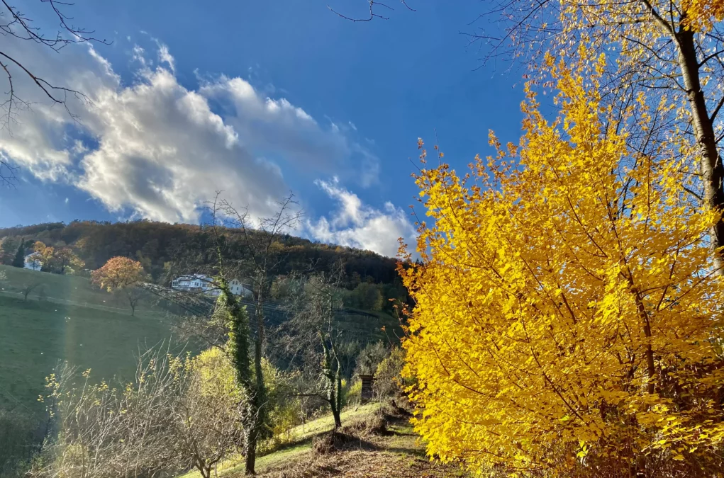 Foto auf 5min.at zeigt eine große Wiese und Bäume mit orangen Blättern bei sonnigem Wetter.
