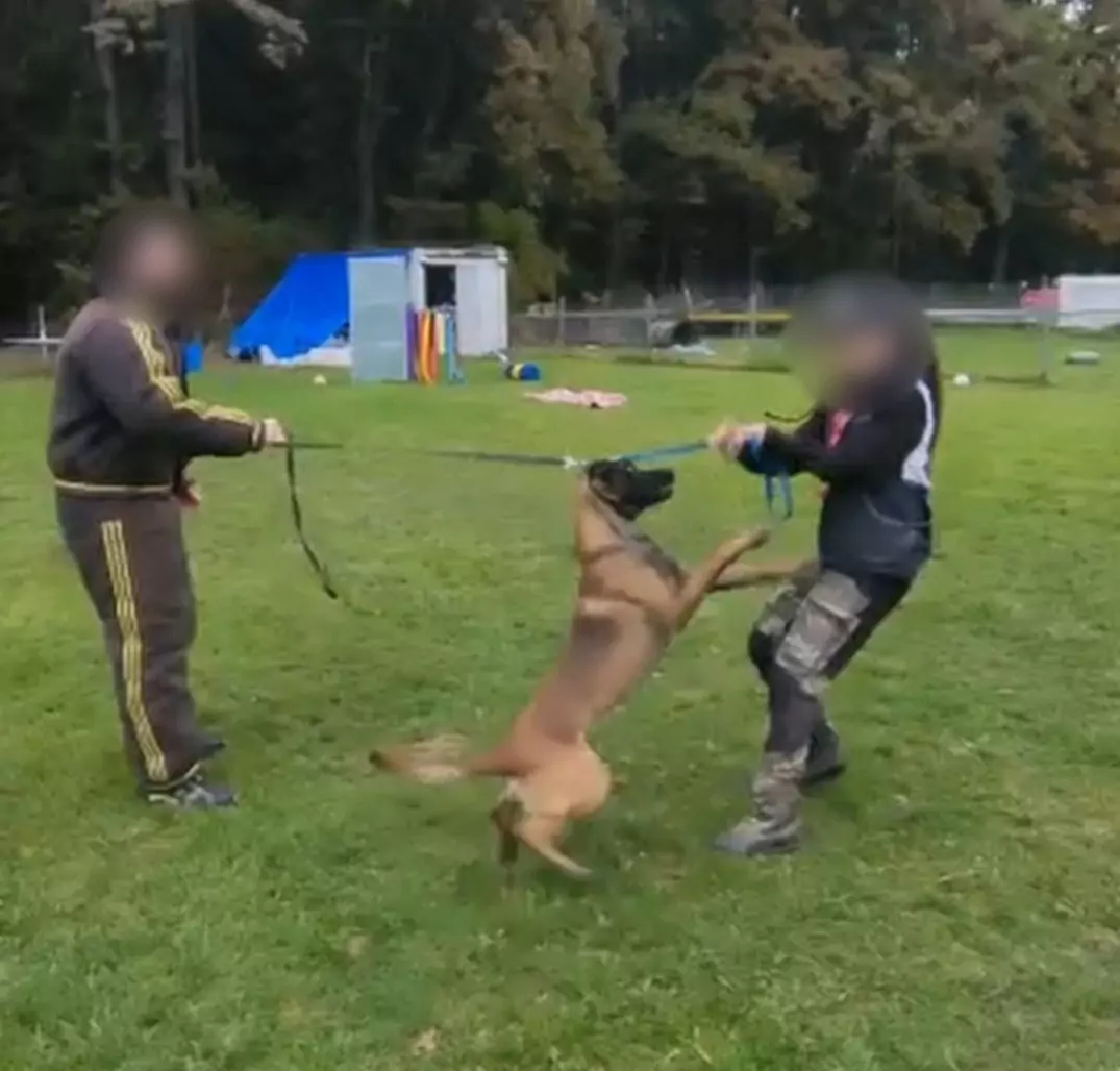 Foto auf 5min.at zeigt eine Screenshot von einen brutalen Hundevideo.