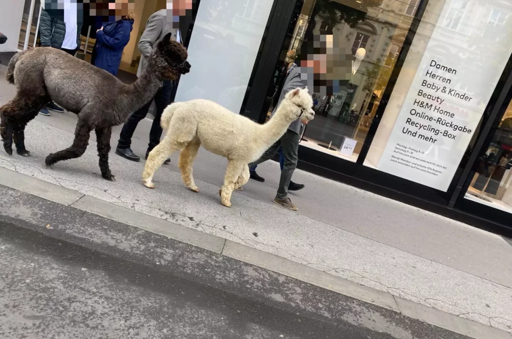 Bild auf 5min.at zeigt Lamas in der Grazer Innenstadt.