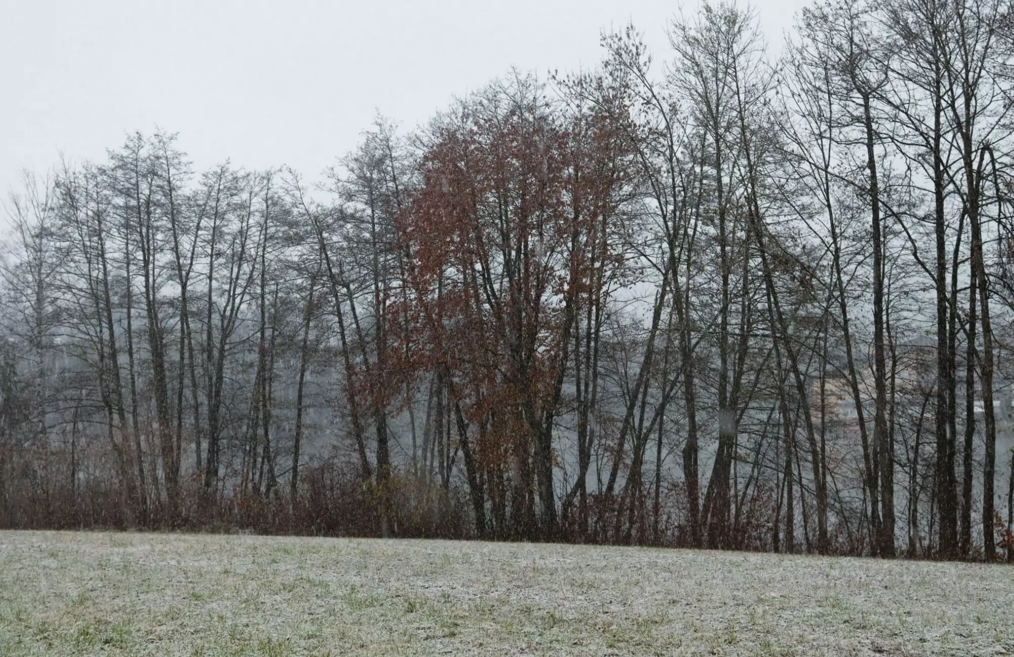 Ein Bild auf 5min.at zeigt den Blick auf den St. Leonharder See in Villach. Er liegt versteckt hinter einer Baumreihe, die Wiese ist leicht angezuckert von Schnee.
