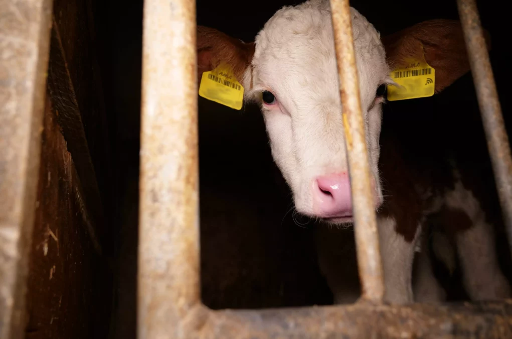 Bild auf 5min.at zeigt Kühe bzw. Rinder auf Vollspaltenboden.