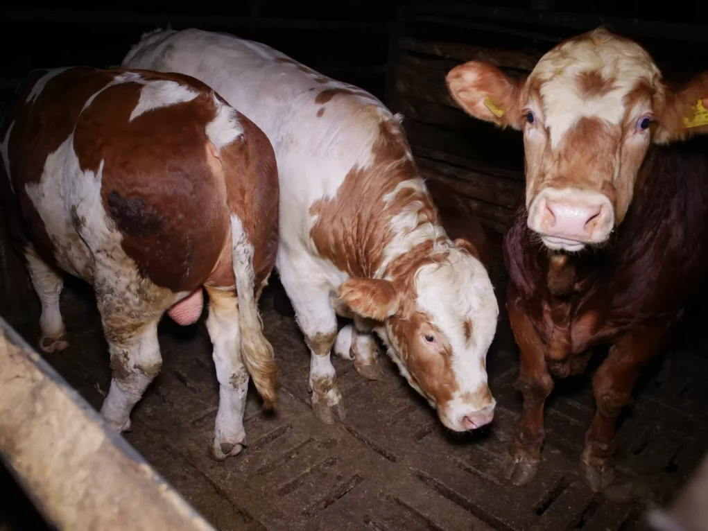 Bild auf 5min.at zeigt Kühe bzw. Rinder auf Vollspaltenboden.