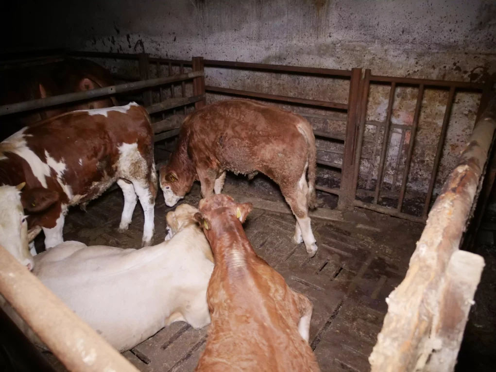 Bild auf 5min.at zeigt Kühe bzw. Rinder auf Vollspaltenboden.