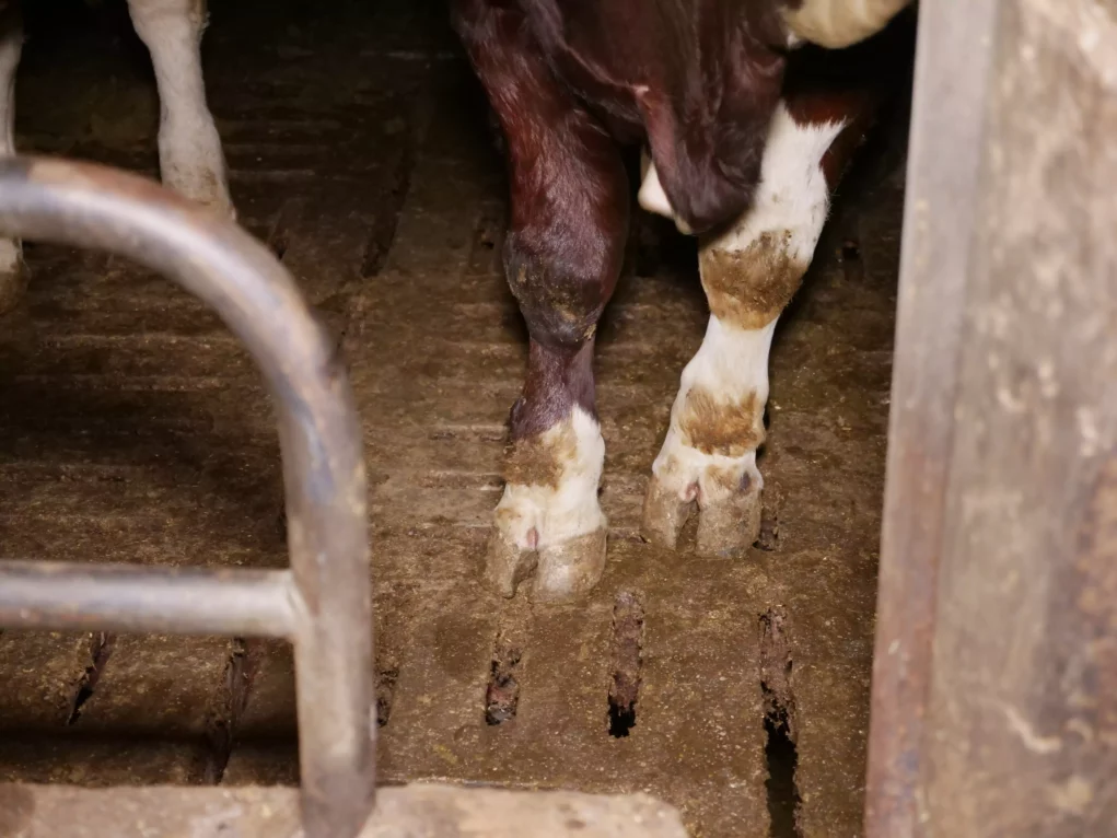 Bild auf 5min.at zeigt Kühe bzw. Rinder auf Vollspaltenboden.