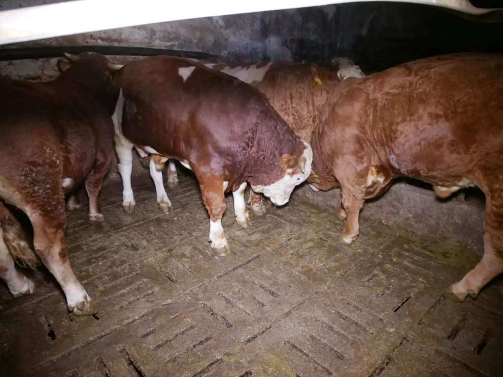 Bild auf 5min.at zeigt Kühe bzw. Rinder auf Vollspaltenboden.