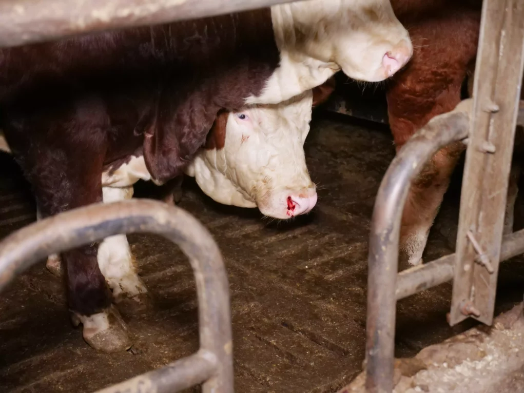 Bild auf 5min.at zeigt Kühe bzw. Rinder auf Vollspaltenboden.