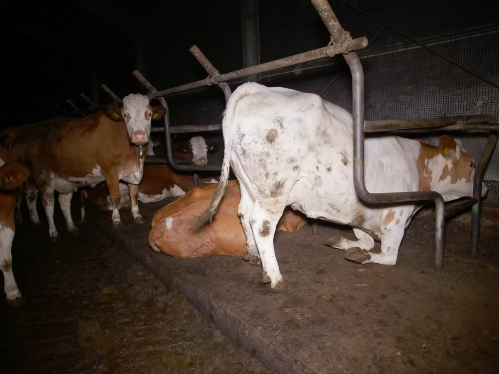 Bild auf 5min.at zeigt Kühe bzw. Rinder auf Vollspaltenboden.