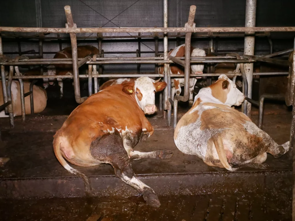 Bild auf 5min.at zeigt Kühe bzw. Rinder auf Vollspaltenboden.