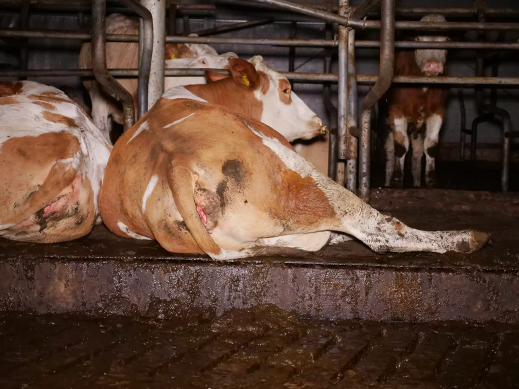 Bild auf 5min.at zeigt Kühe bzw. Rinder auf Vollspaltenboden.