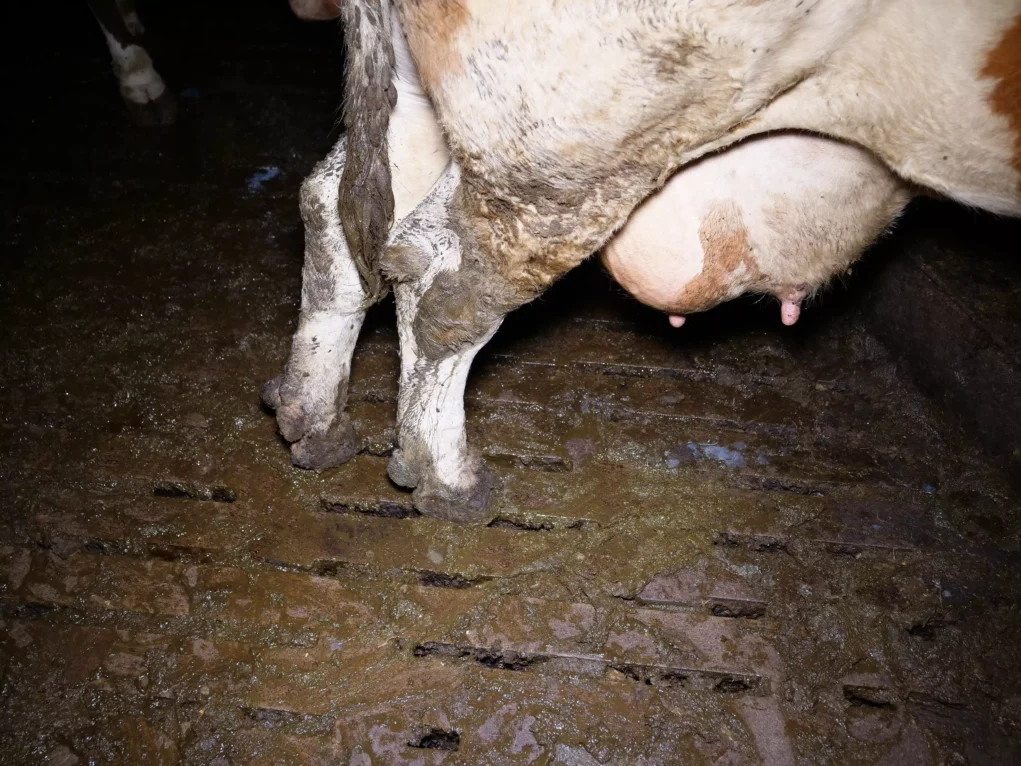 Bild auf 5min.at zeigt Kühe bzw. Rinder auf Vollspaltenboden.