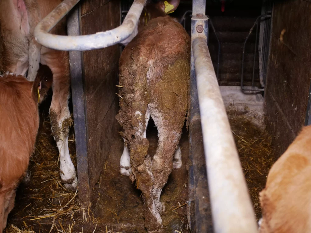 Bild auf 5min.at zeigt Kühe bzw. Rinder auf Vollspaltenboden.