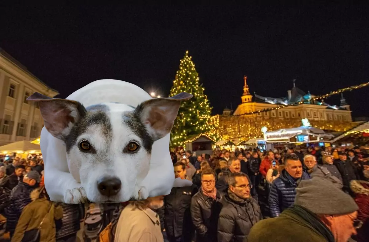 Bild auf 5min.at zeigt viele Menschen auf einem Weihnachtsmarkt und einen Hund.