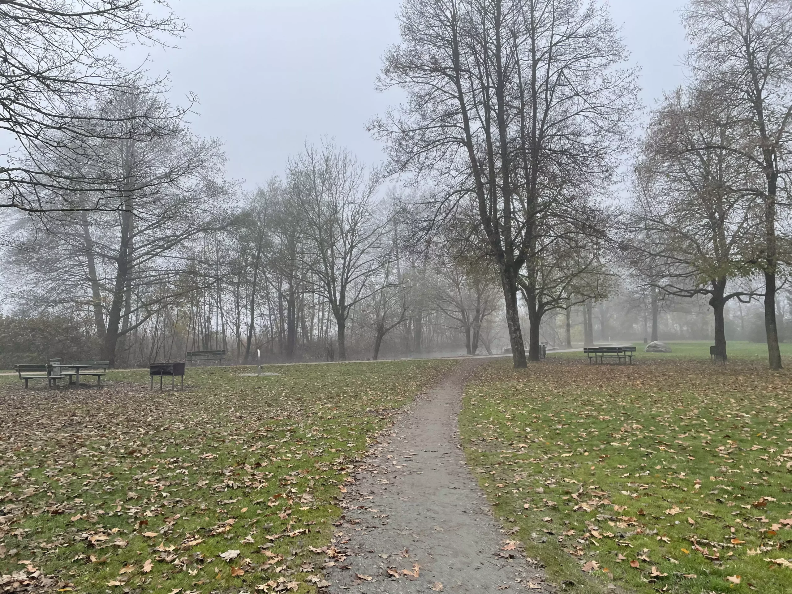 Ein bild auf 5min.at zeigt einen Weg, der sich durch eine grüne Wiese zieht. Im Gras liegt Herbstlaub, Nebel kriecht über die Landschaft.