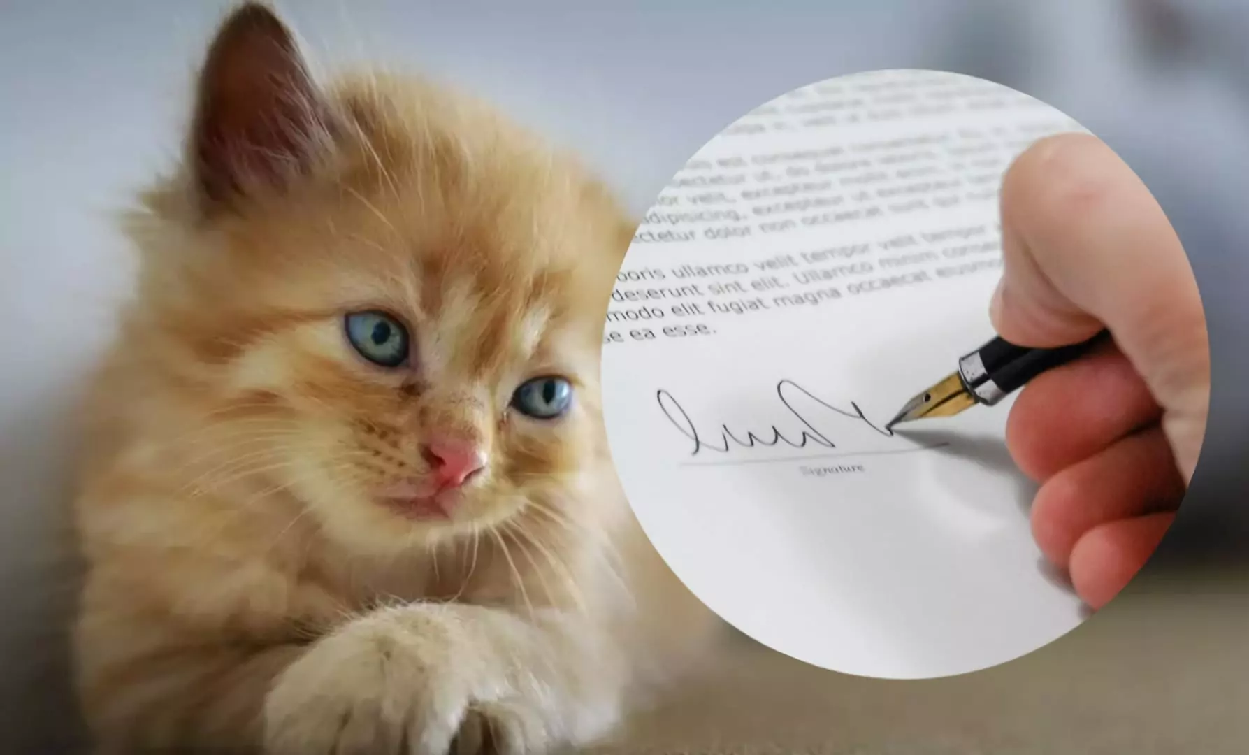 Erneut Petition gestartet: „Brauchen dringend Tierklinik für Notfälle“