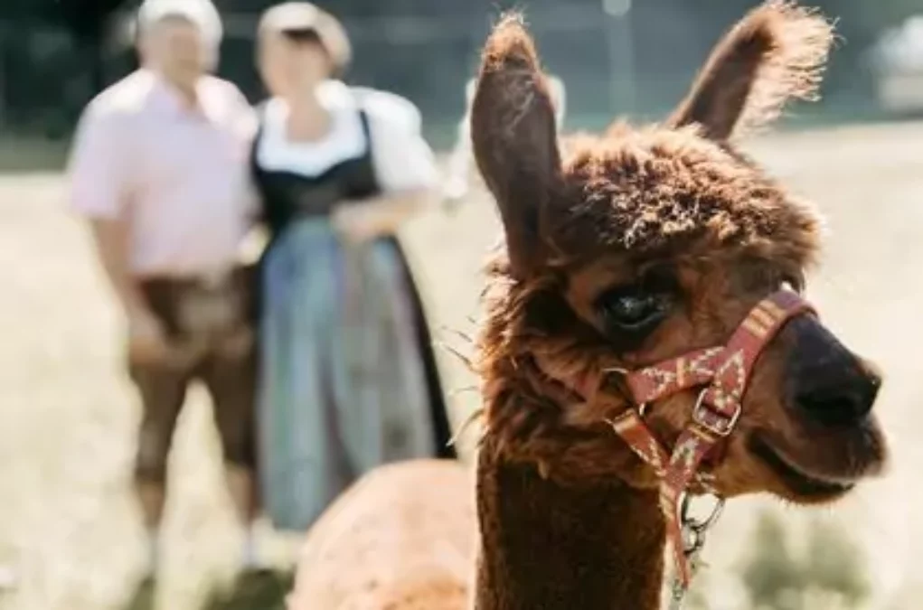 Weihnachtszauber am Lamahof Marbauer