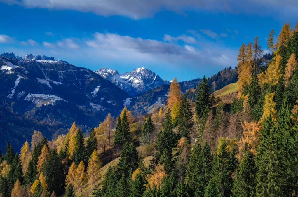 Bild auf 5min.at zeigt im Vordergrund einen Wald und im Hintergrund einen Gebirgszug.