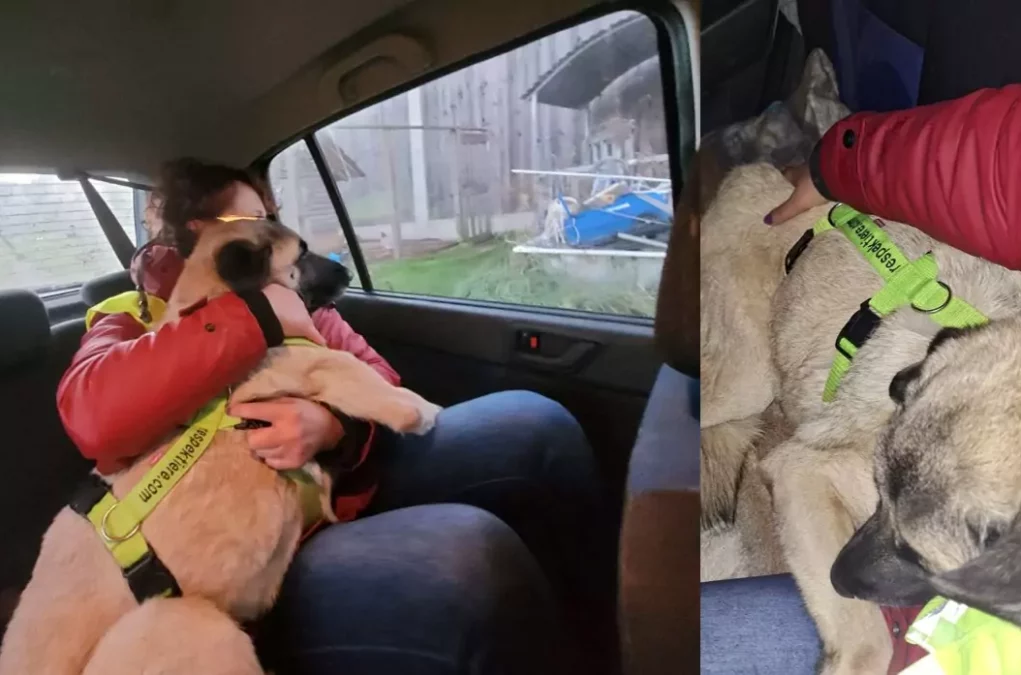 Fotomontage auf 5min.at zeigt Bilder von einen Hund auf der Rückbank eines Autos, umarmt von einer Frau.