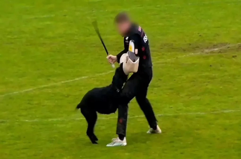 „Erschreckende Szenen“: Wirbel um Riesenschnauzer-WM in Kärnten