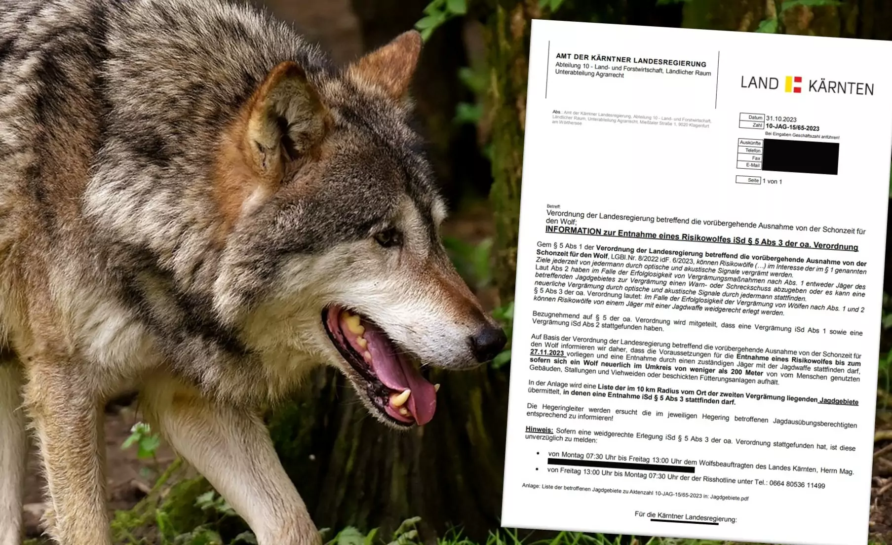 Eine Bildmontage auf 5min.at zeigt einen Wolf und die Verordnung der Landesregierung zur Entnahme eines Risikowolfes.