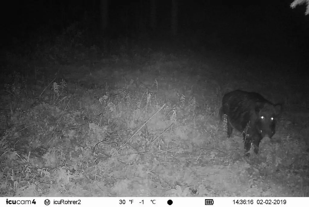Nach Wolf: Jetzt tappte Wildschwein in Wild­kamera