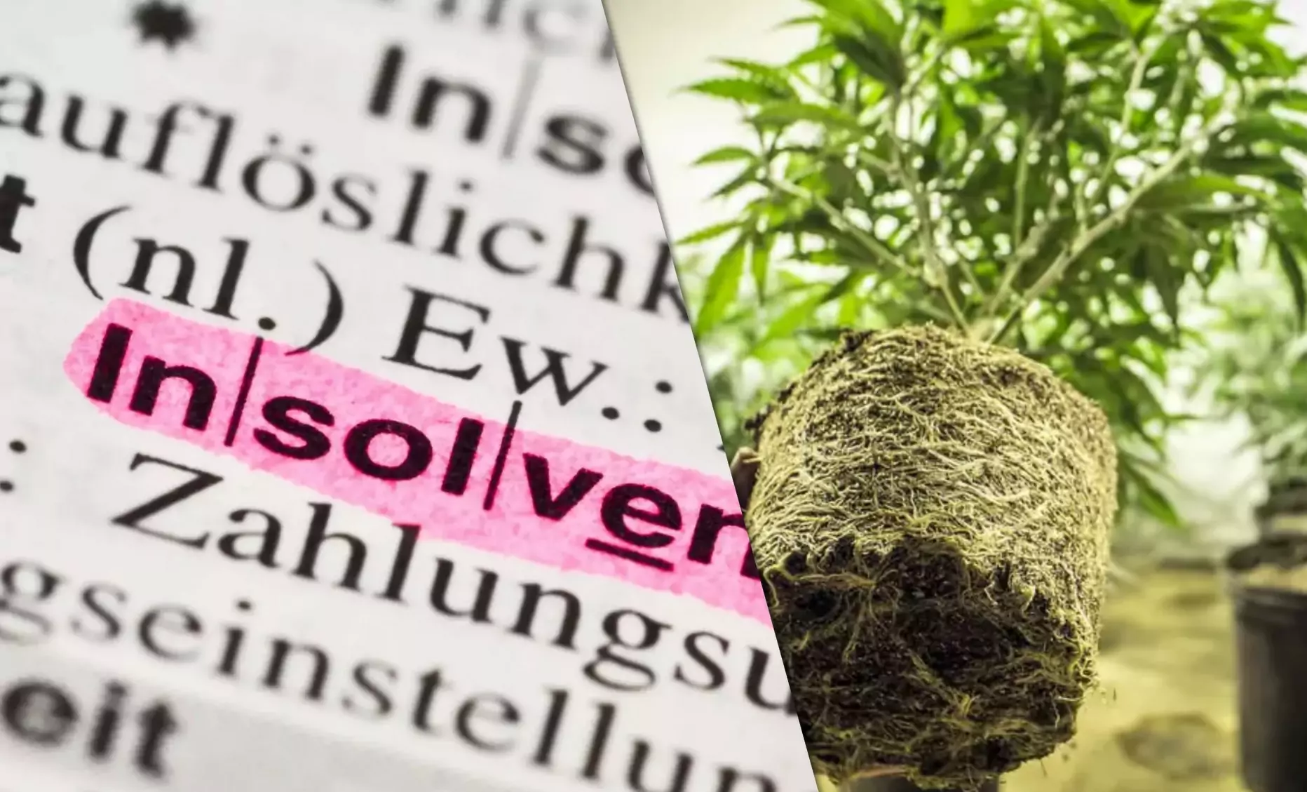Ein Bild auf 5min.at zeigt links ein Wörterbuch, in dem das Wort Insolvenz pink hervorgehoben wurde und rechts eine Cannabispflanze.