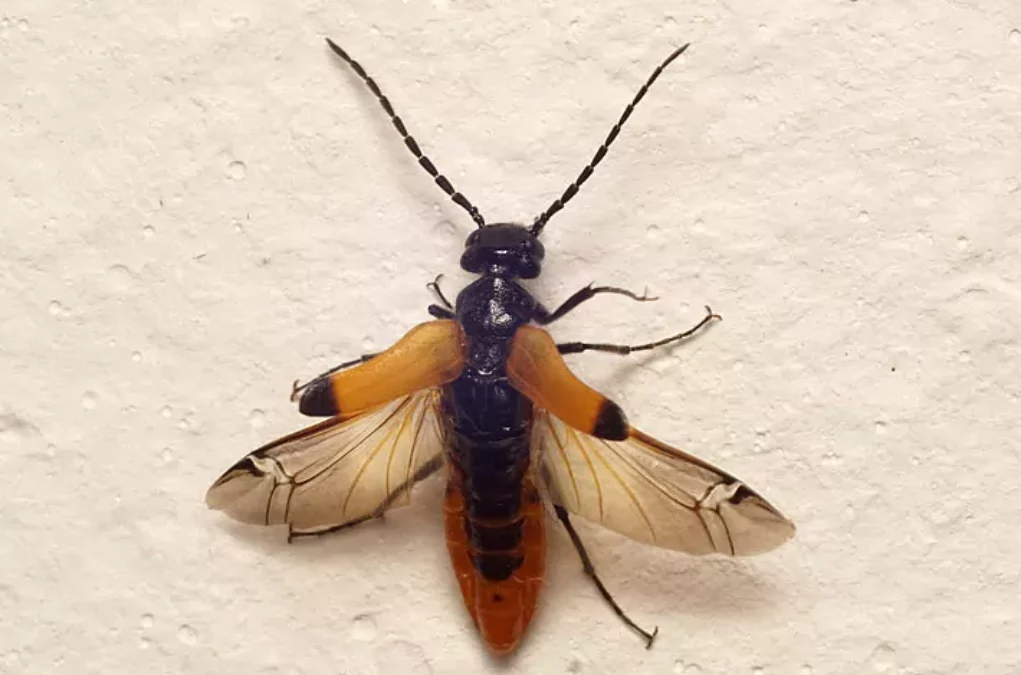 Bild auf 5min.at zeigt einen Ölkäfer, der in der Steiermark gesichtet wurde.