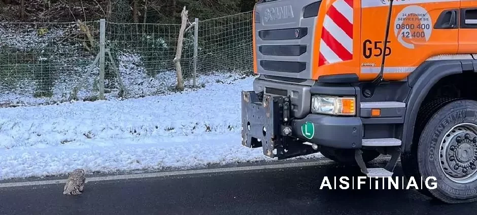 Foto auf 5min.at zeigt einen Uhu auf der Autobahn.