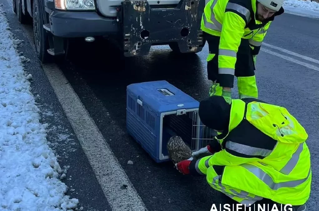 Foto auf 5min.at zeigt einen Uhu auf der Autobahn.