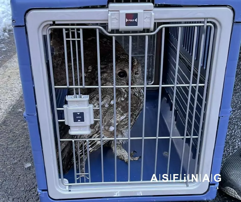 Foto auf 5min.at zeigt einen Uhu auf der Autobahn.