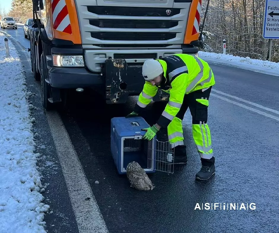 Foto auf 5min.at zeigt einen Uhu auf der Autobahn.